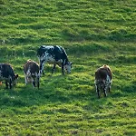 Kamp alanı Abijune D'etretat Le Tilleul