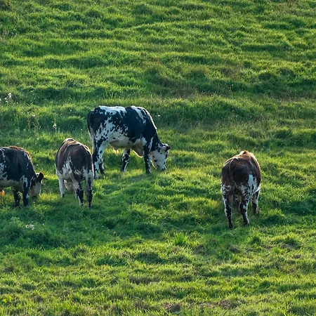 Campsite Abijune D'etretat Le Tilleul
